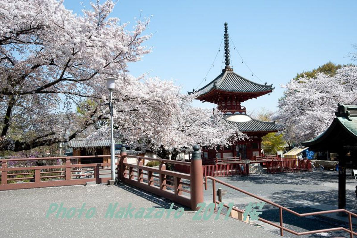 喜多院の桜